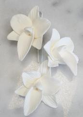 Vanda Orchidea Feh�r 10db