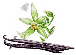 Por aroma 20g - Van�lia